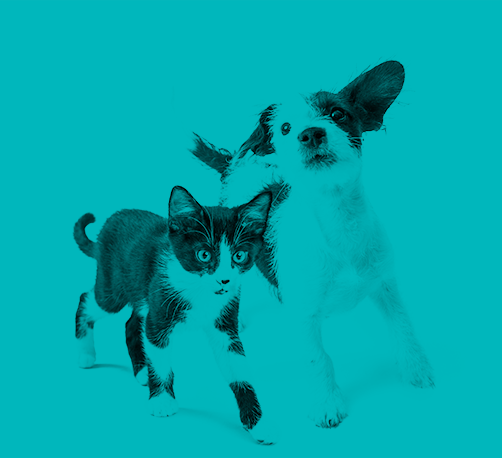 footer-image_mob-banner